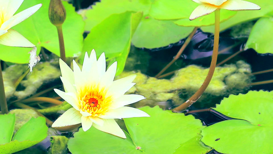莲花有白色的花瓣颜色在池塘中开花视频