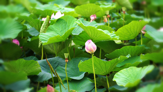 树叶背景上有莲花的自然本底植物视频