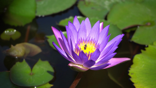 蜜蜂在莲花花上收集花蜜视频