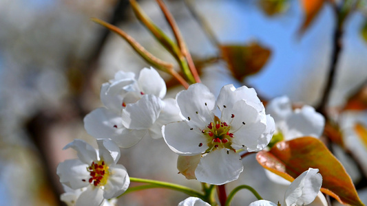 梨花素材视频