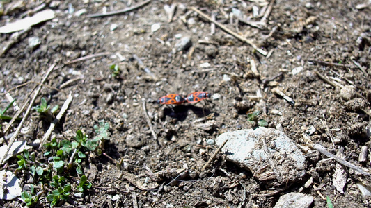 火虫交配关闭或两个连接在一起的火虫pyrrhocoris视频