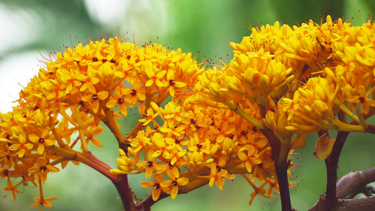 阿育王萨拉卡花园里无忧无虑的树黄色花束红花视频