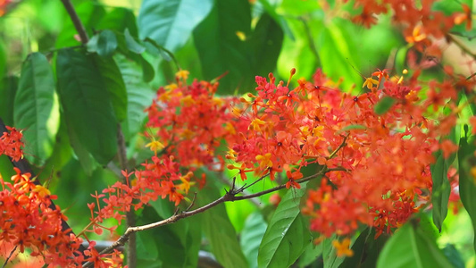 阿育王萨拉卡花园里的无忧树花束红花视频