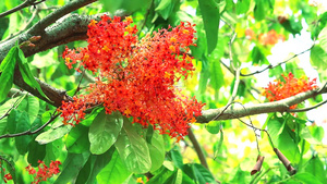 阿育王萨拉卡无忧树花束在花园里盛开117秒视频