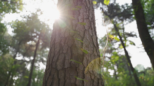 秋日阳光从树林中穿过102秒视频