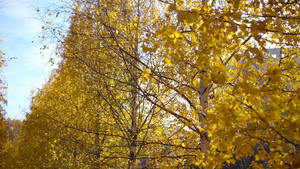 清晨阳光下树上的黄黄色秋天落叶15秒视频