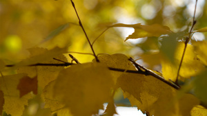 清晨阳光下树上的黄黄色秋天落叶9秒视频