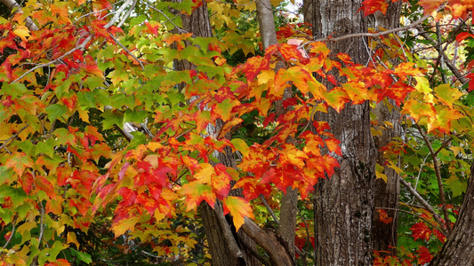 在树上用红黄橙和绿色颜色的棕色树叶紧贴于秋天彩色叶子视频