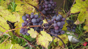 一群熟熟的黑葡萄挂在自己的葡萄园里11秒视频