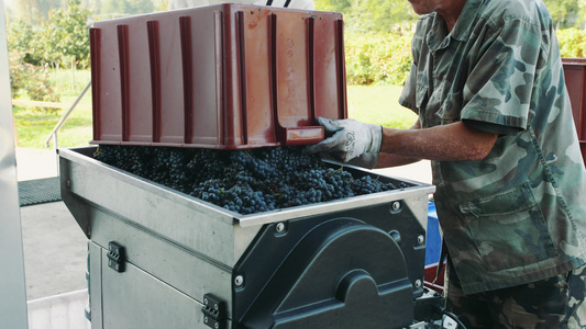 将成熟的葡萄倾注在研榨机上视频