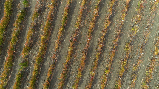 在秋天的红葡萄园场空中垂直高视收成期无人机向上飞行视频