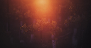 红太阳照耀葡萄植物13秒视频