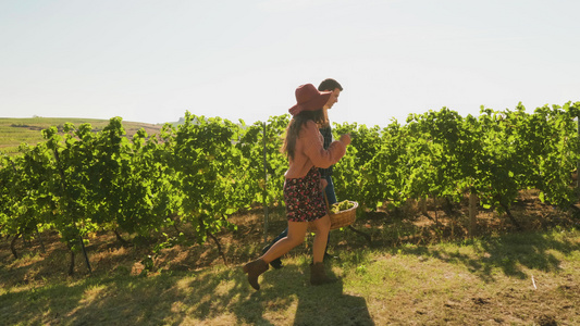 一对夫妇在美丽的葡萄园里带着一大篮子和白葡萄视频