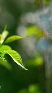 樱花素材实拍生机勃勃视频