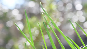 细香葱在柔和的春风中长着嫩叶的草本植物30秒视频