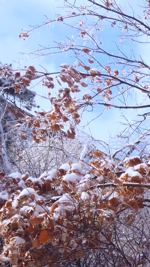 拍摄唯美冬季镜头雪花覆盖的路灯冷空气21秒视频