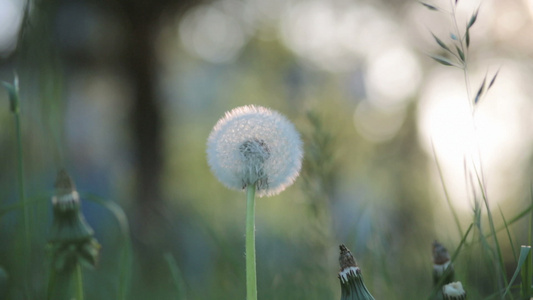 花朵在花园里挥舞视频