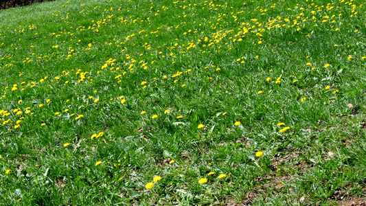 春天有草地有很多花朵视频