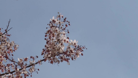 面包花花视频