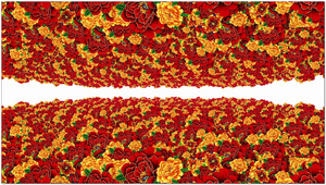 牡丹背景素材10秒视频