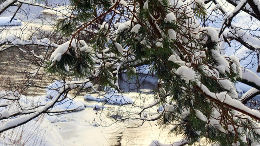 在阳光明媚的寒冷天流淌的河流背景下一片充满鲜雪的松树枝视频