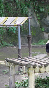 吃竹子的国宝大熊猫野生动物视频