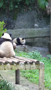 吃竹子的国宝大熊猫小熊猫视频