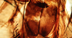 显微镜下的苍蝇31秒视频
