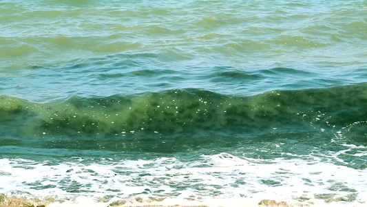 蓝绿藻海洋污染和海滩环境污染视频