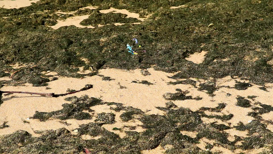 蓝绿藻海滩上的海洋污染和环境污染视频