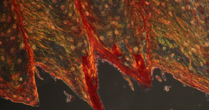 黑暗地带的舌肌肉组织显微镜微距摄影29秒视频