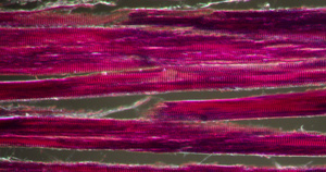 黑暗地带的割裂肌肉组织显微镜微距摄影28秒视频