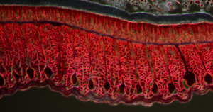 显微镜下的细胞组织蚯蚓肌肉组织28秒视频