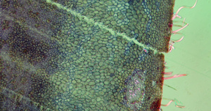 胡栗子纸浆显微镜微距摄影29秒视频