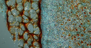 纸浆坚果显微镜微距摄影29秒视频