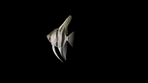 三维观赏鱼动画10秒视频