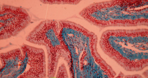 肠组织30秒视频
