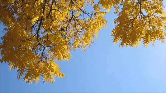 黄色的银杏树叶飘落视频