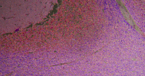 黑暗地带的空气循环显微镜微距摄影29秒视频