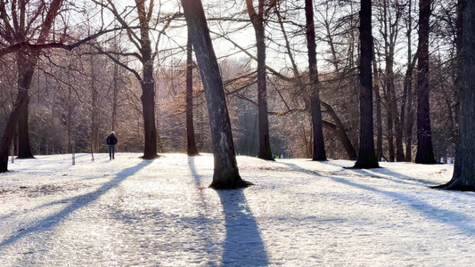 在阳光明媚的冬天人们在雪覆盖的公园中行走树木没有叶叶视频