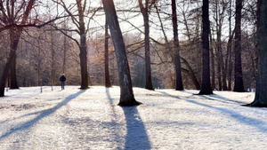 在阳光明媚的冬天人们在雪覆盖的公园中行走树木没有叶叶10秒视频