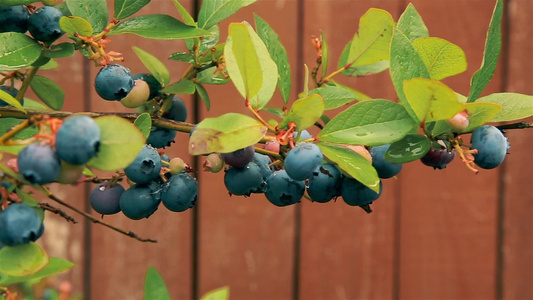 夏天的蓝莓莓在花园的灌木枝上挂着1920x1080视频