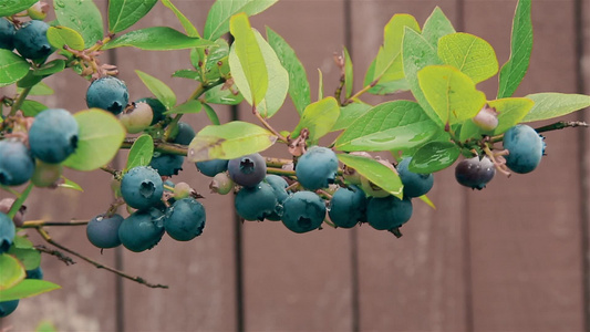 在园圃中的同月树枝上有一个茂密的蓝莓视频