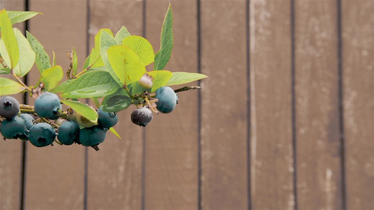 在一个蓝莓草丛的园圃上挂着和成熟的浆果视频