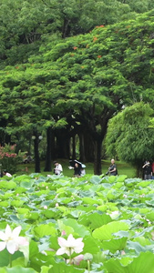 深圳洪湖公园的荷花视频