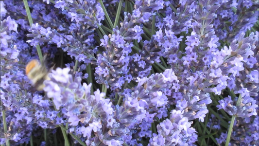 蜜蜂在紫蓝色薰衣草上采蜜视频