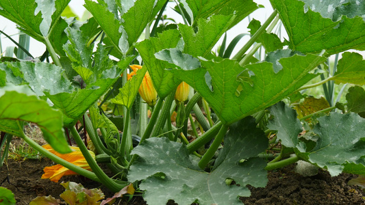 花园中的青尼植物视频