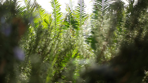 美国加利福尼亚州森林中的苏铁蕨叶11秒视频