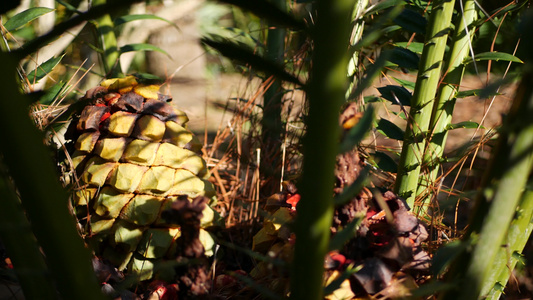 美国加利福尼亚州森林中的苏铁蕨叶绿色新鲜多汁的天然视频