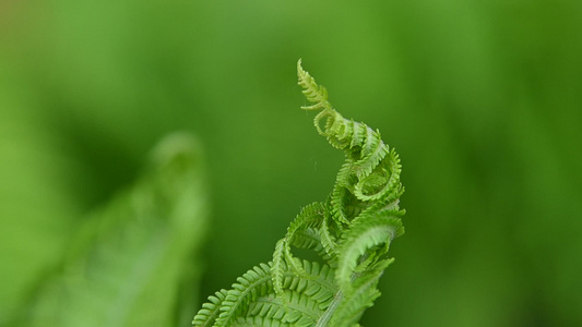 在绿色背景之下紧紧关紧闭着新鲜的fernfronn视频